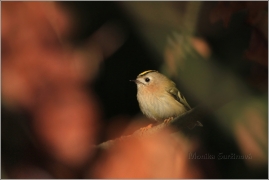 <p>KRÁLÍČEK OBECNÝ (Regulus regulus) /Goldcrest - Wintergoldhähnchen/</p>